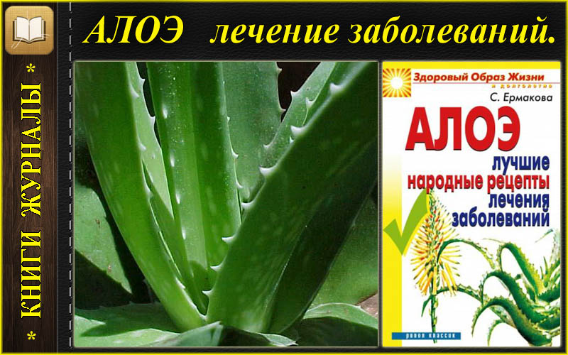 Столетник автор. Алоэ народные рецепты. Болезни столетника. Алоэ для желудка. Алоэ геморрой.